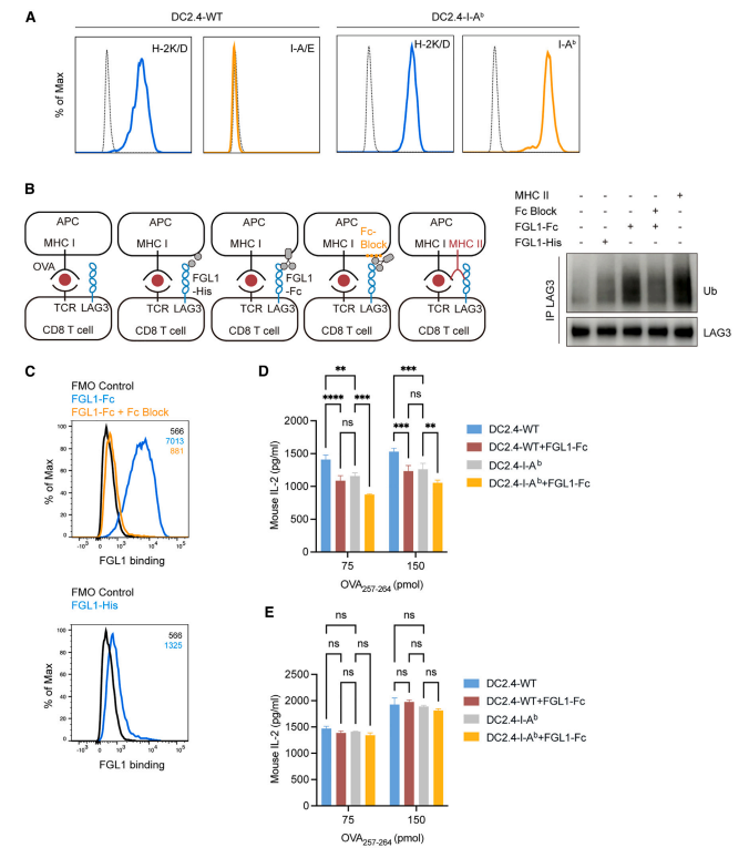 Cell | 南模生物助力揭示免疫检查点LAG3新机制！