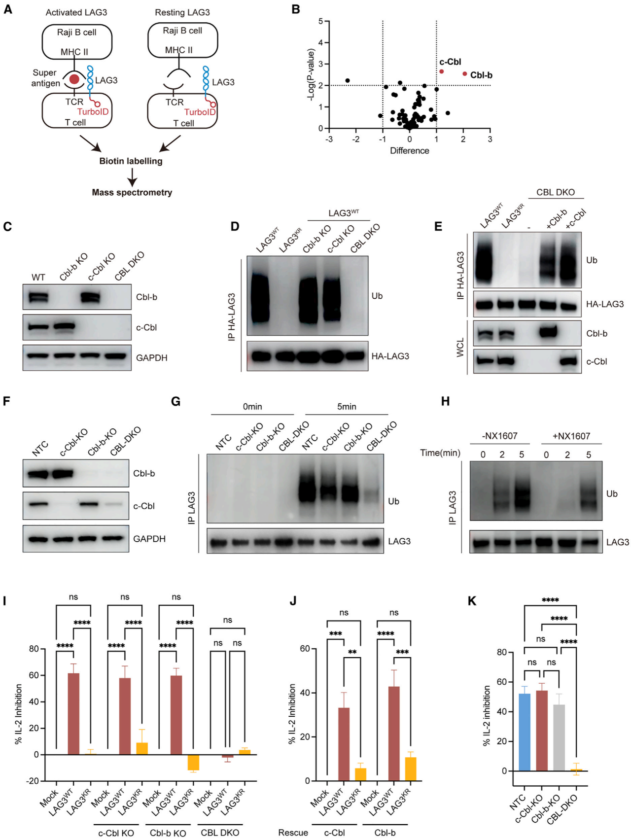 Cell | 南模生物助力揭示免疫检查点LAG3新机制！