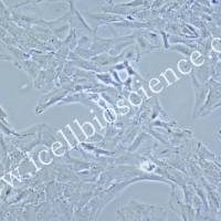 BALB/3T3 clone A31 小鼠胚胎成纤维细胞/种属鉴定