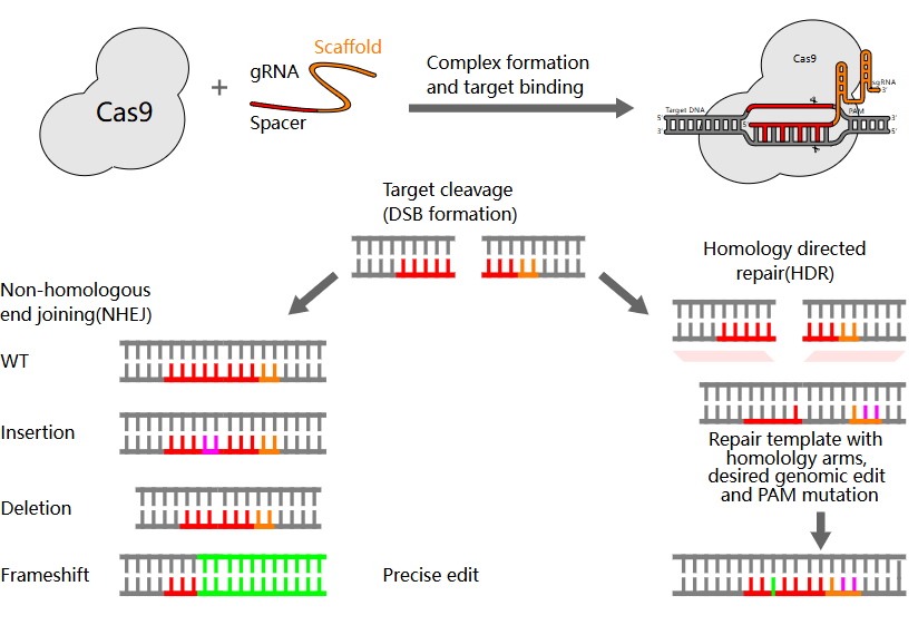 CRISPR基因敲除载体构建服务(敲除慢病毒载体/敲除腺病毒
