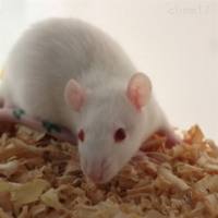 小鼠胆结石模型实验