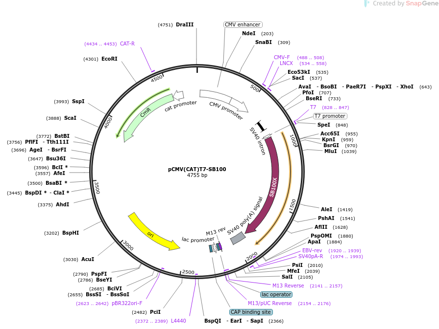 pCMV(CAT)T7-SB100-诱导肝癌模型的质粒