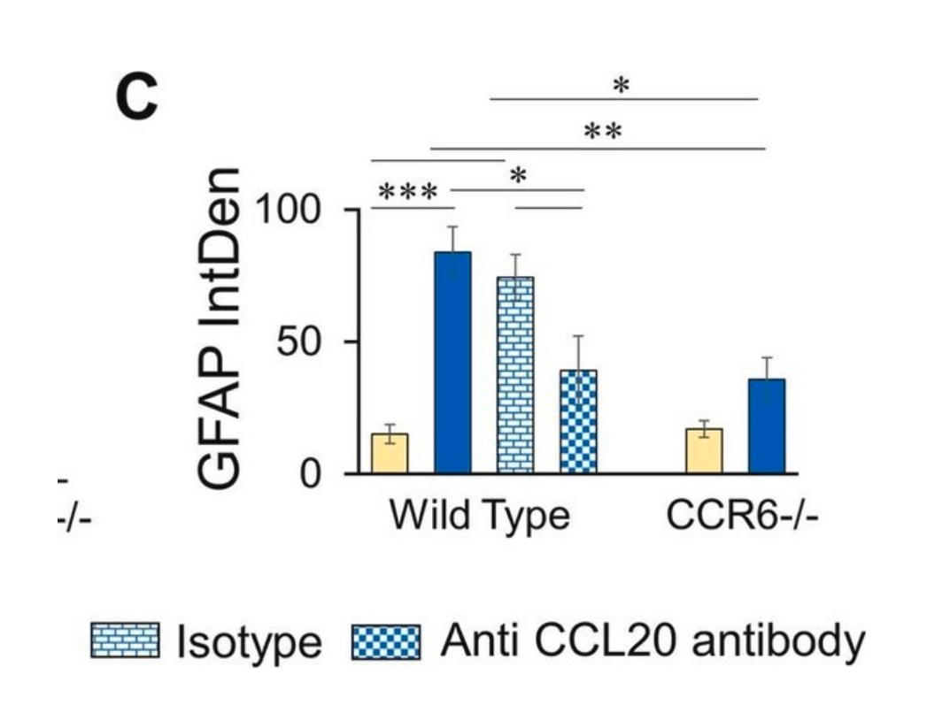 Sigma货号AB5541抗胶质纤维酸性蛋白抗体136116