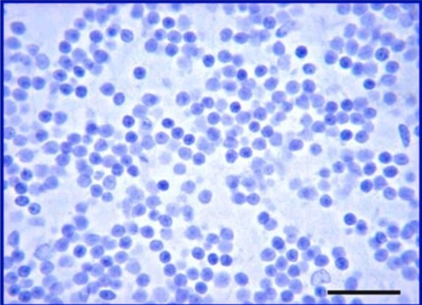 Sigma货号AB5541抗胶质纤维酸性蛋白抗体136116