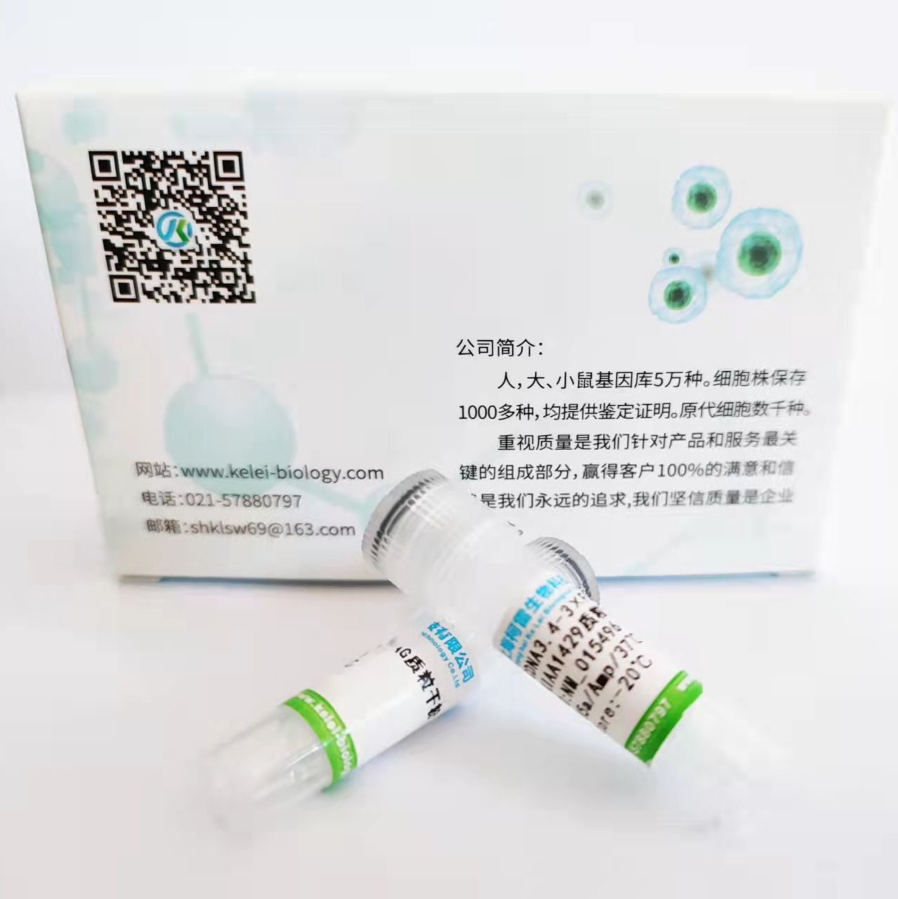 pCMV(CAT)T7-SB100-诱导肝癌模型的质粒