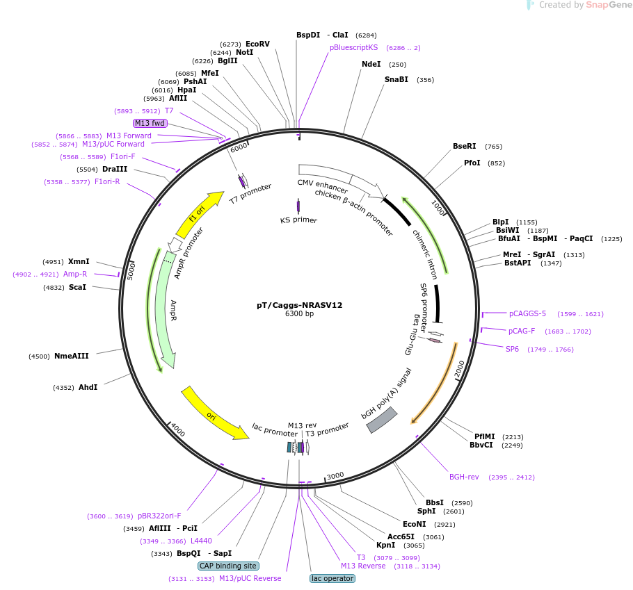 pT/Caggs-NRASV12-诱导肝癌模型的质粒