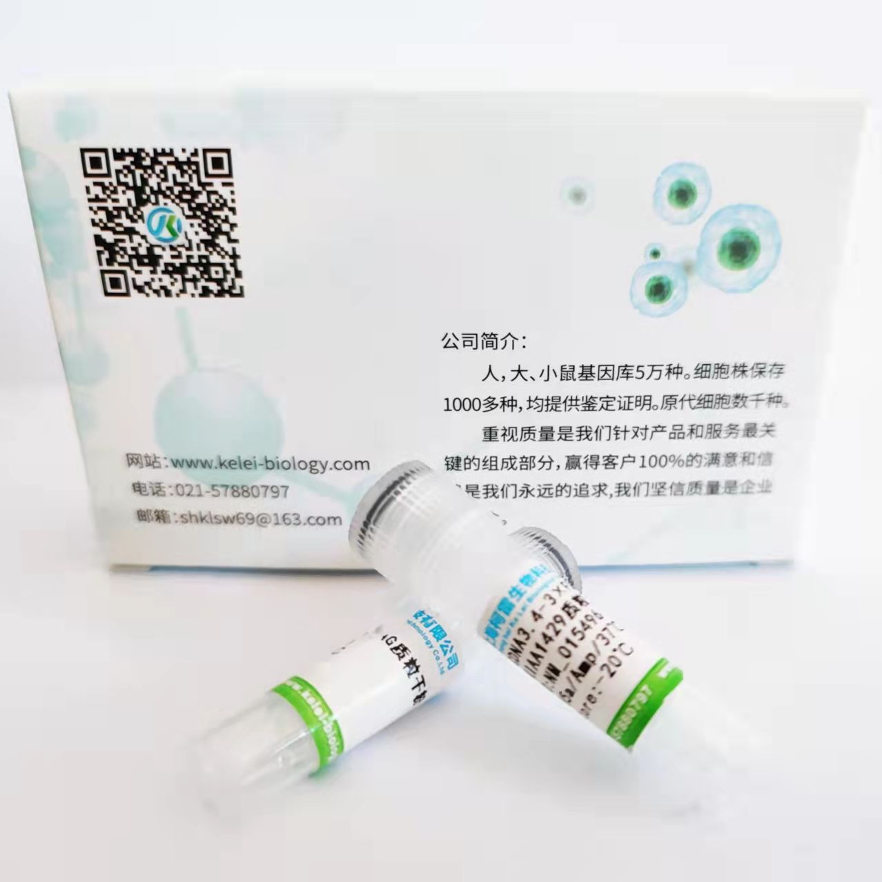 pT/Caggs-NRASV12-诱导肝癌模型的质粒