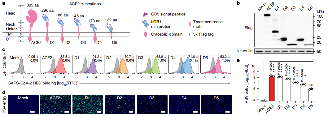 Nature重磅突破!武汉大学严欢团队解锁病毒研究新钥匙,首推人工定制化受体!
