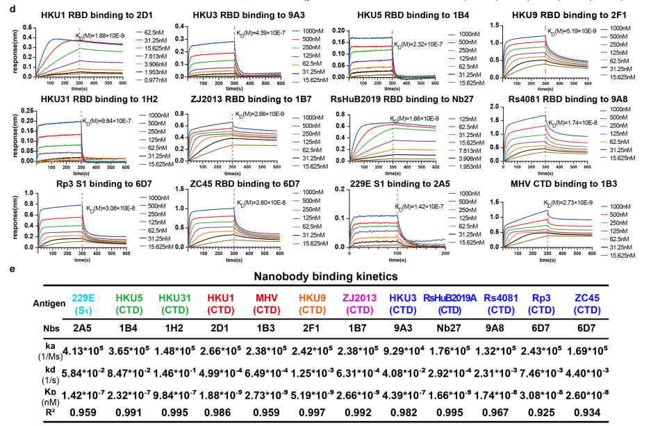 Nature重磅突破!武汉大学严欢团队解锁病毒研究新钥匙,首推人工定制化受体!