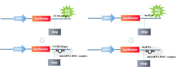 干货 | 双荧光素酶验证miRNA与靶基因3’UTR相互作用！