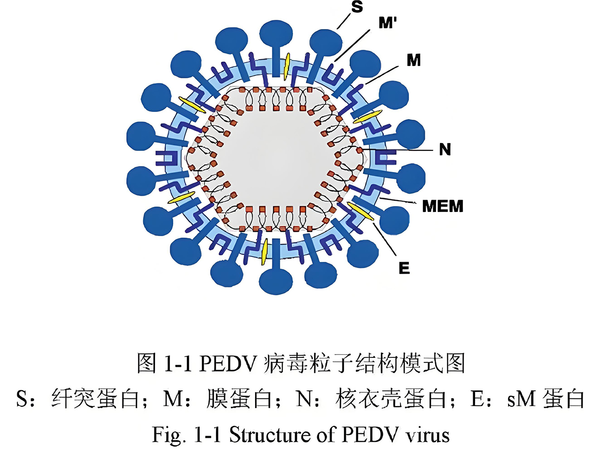 100μg 猪流行性腹泻病毒N蛋白;猪流行性腹泻病毒S蛋白;