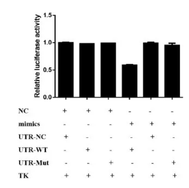 干货 | 双荧光素酶验证miRNA与靶基因3’UTR相互作用！