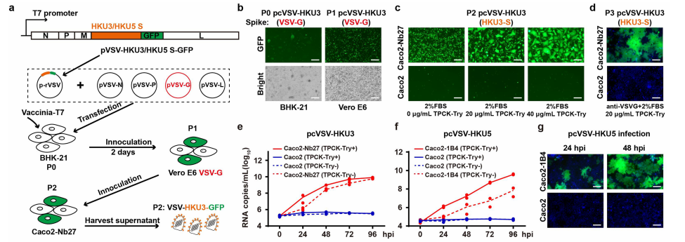 Nature重磅突破!武汉大学严欢团队解锁病毒研究新钥匙,首推人工定制化受体!