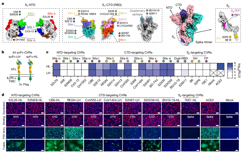 Nature重磅突破!武汉大学严欢团队解锁病毒研究新钥匙,首推人工定制化受体!