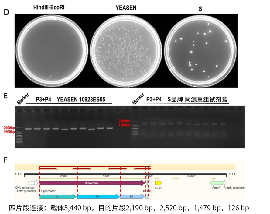 Nature重磅突破!武汉大学严欢团队解锁病毒研究新钥匙,首推人工定制化受体!