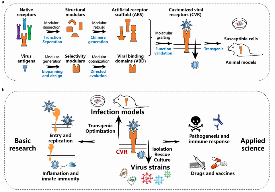 Nature重磅突破!武汉大学严欢团队解锁病毒研究新钥匙,首推人工定制化受体!