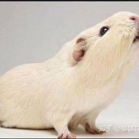 豚鼠面瘫模型服务