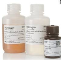 Foxp3/转录因子流式固定破膜缓冲液