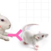 HP030613 FITC*Polyclonal Rabbit Anti-Mouse IgG(h+l) FITC-兔抗小鼠IgG(H+L)
