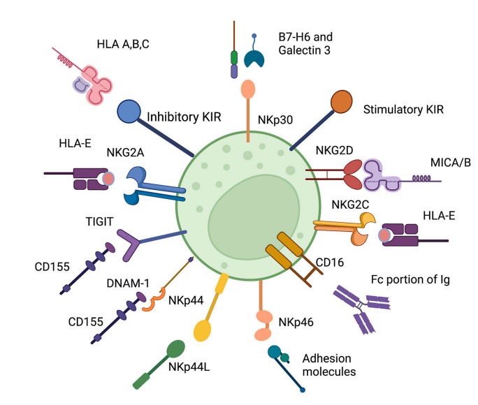 NK细胞治疗血液系统恶性肿瘤的研究进展