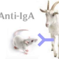 HP030611 FITC*Polyclonal   Goat Anti-Mouse IgA	FITC-山羊抗小鼠IgA