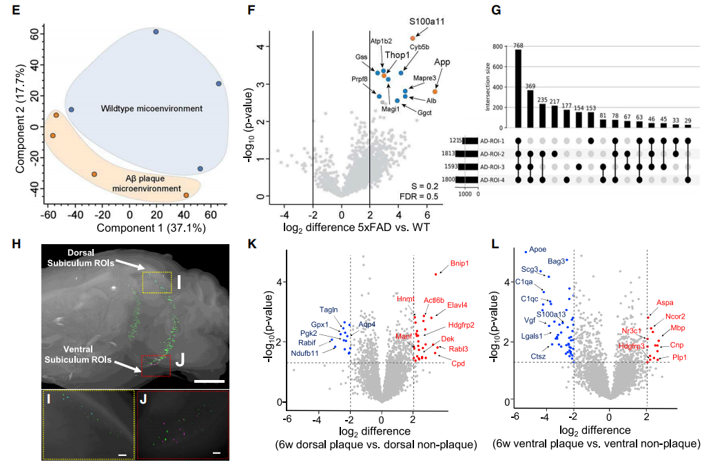 cell丨基于组织透明化技术的完整器官空间蛋白组学研究