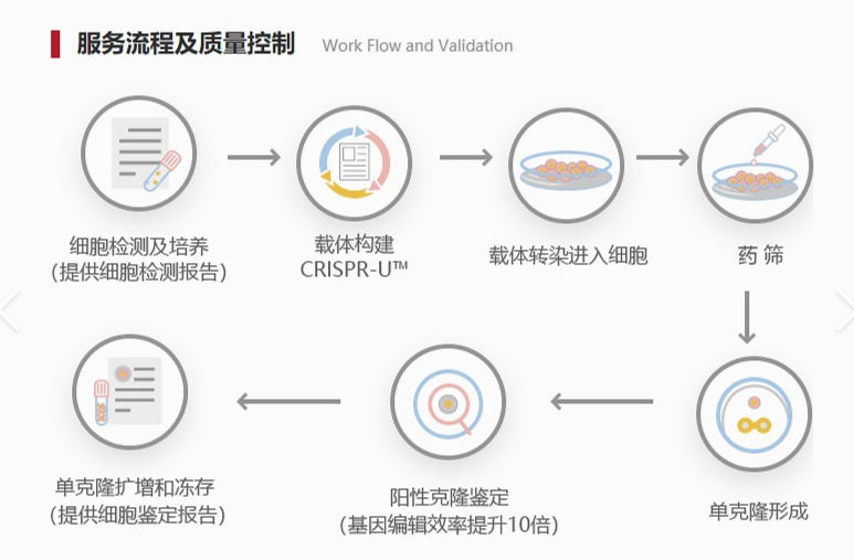 H92细胞pt1a基因敲除