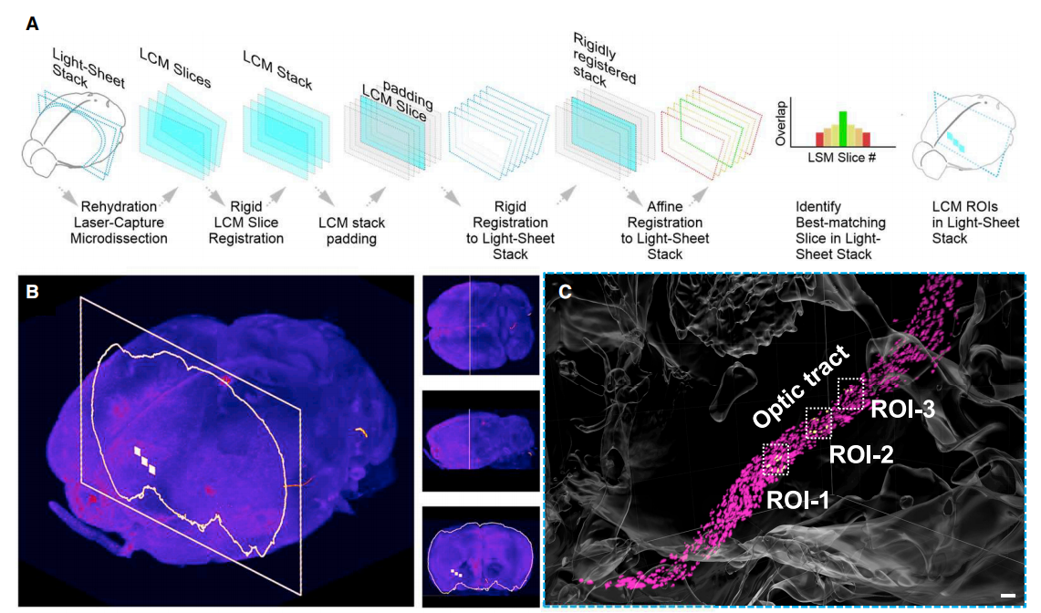cell丨基于组织透明化技术的完整器官空间蛋白组学研究