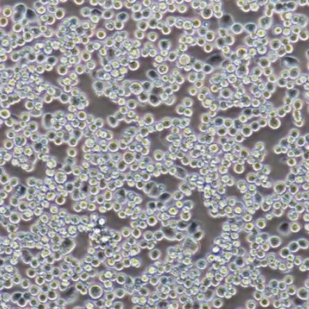 RELA敲除细胞H1299