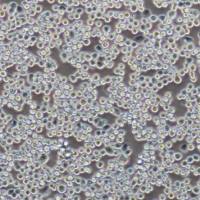 BL2A1敲除细胞A549