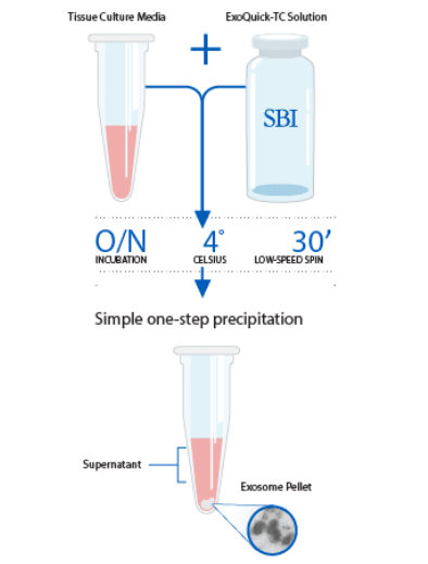 System Biosciences(SBI)外泌体快速提取试剂盒(TC型)-开启科研新体验