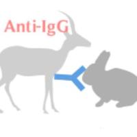 HP030612 FITC*Polyclonal  Goat Anti-Rabbit IgG（h