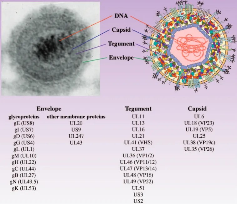 100μg 猪伪狂犬(PRV)gB蛋白;猪伪狂犬gD蛋白;猪