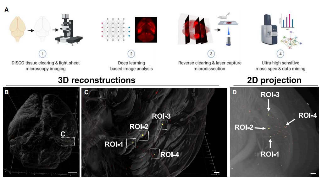 cell丨基于组织透明化技术的完整器官空间蛋白组学研究