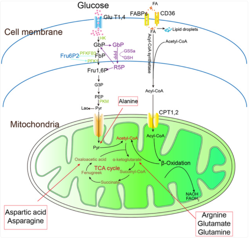 【Biorbyt 科研专题】体重管理年，你必须要了解的“线粒体”专题来了~