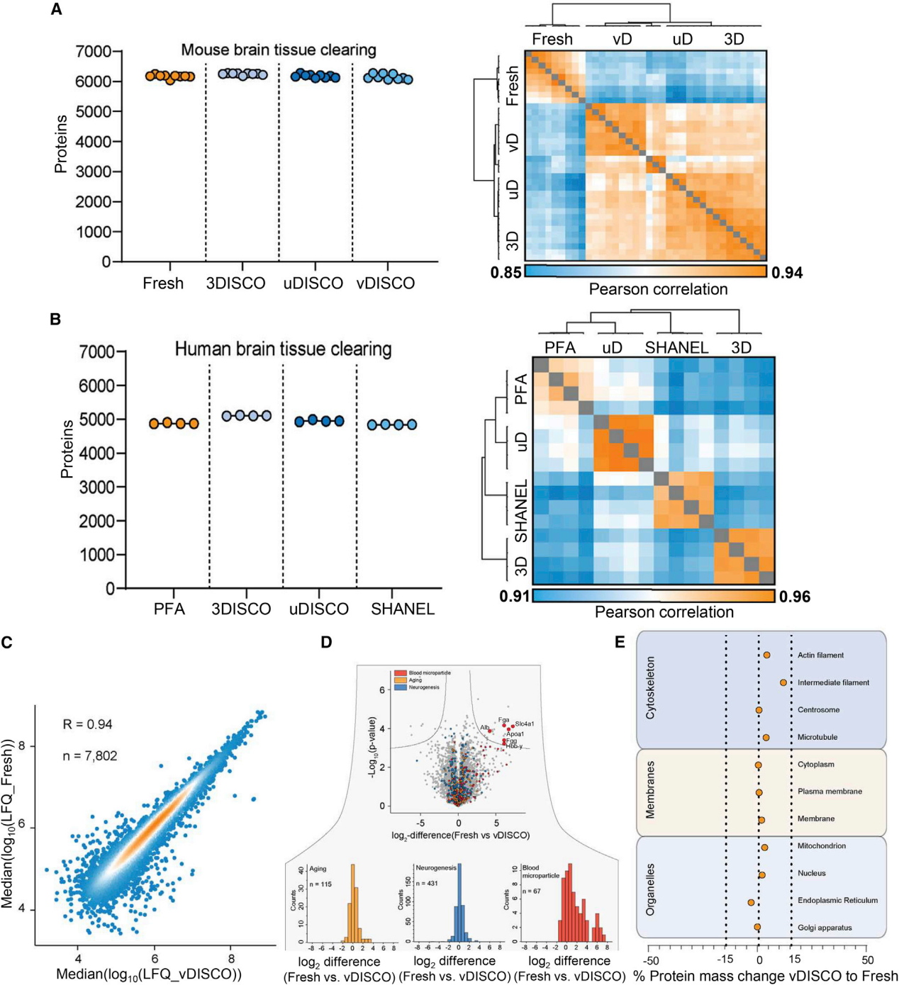 cell丨基于组织透明化技术的完整器官空间蛋白组学研究