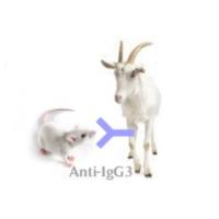 HP030609 FITC*Polyclonal   Goat Anti-Mouse IgG3