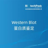 Western Blot蛋白质鉴定