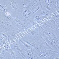 SNU-475 | SNU-475细胞 | SNU475 | SNU475细胞 | SNU475 | 人肝癌细胞 | STR鉴定 | 镜像绮点(Cellverse)