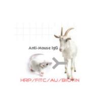 HP030605 FITC*Polyclonal   Goat Anti-Mouse IgG H