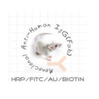 HP030603 FITC*Monoclonal  Mouse Anti- Human Fab FITC-小鼠抗人IgG Fab