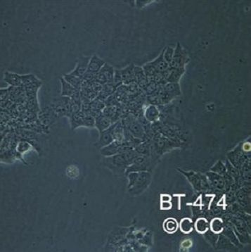 293T细胞yno-B7H3基因过表达稳转株