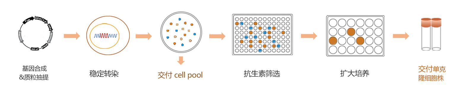 MDA-MB-231细胞Luiferas基因过表达稳转株