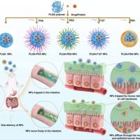 Pluronic P105聚合物和Pluronic F12聚合物组成的自主装胶束包裹阿霉素和紫杉醇