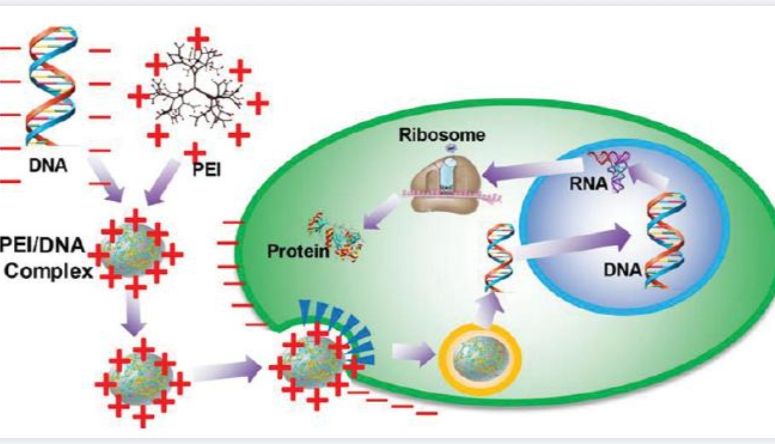 Celthy PEI转染试剂，高效转染，高性价比之选！
