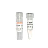 Nuclease Vvn（NL211）