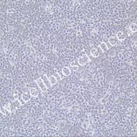 Lenti-X293T、Lenti-X293T细胞、LentiX293T细胞、LentiX293T、人胚肾细胞/STR鉴定