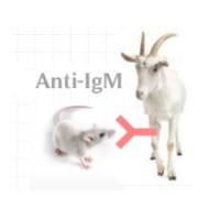 HP030610 FITC*Polyclonal   Goat Anti-Mouse IgM（u chain）	FITC-山羊抗小鼠IgM（u chain）