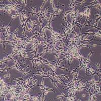 大鼠内皮祖细胞永生化