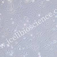 SVG p12人脑星形胶质细胞/镜像绮点(Cellverse)